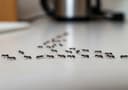 Ants