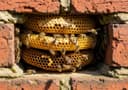 Bees
