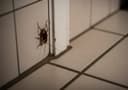 Cockroaches