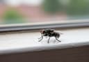 Flies
