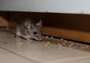 Mice
