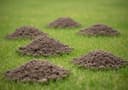 Moles
