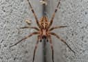 Spiders