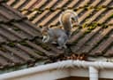 Squirrels