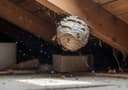 Wasps