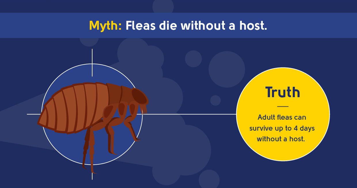 myth - fleas die without a host